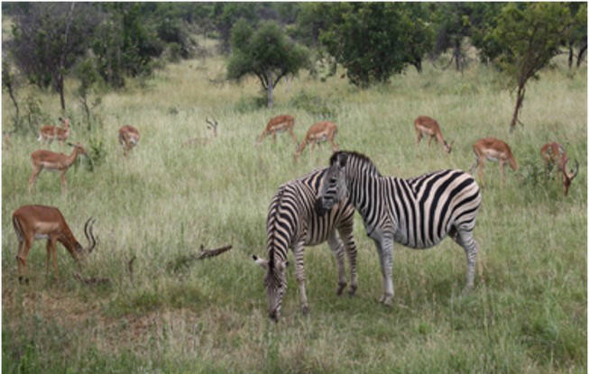 Kruger National Park