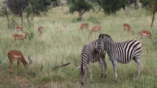 Kruger National Park Tour